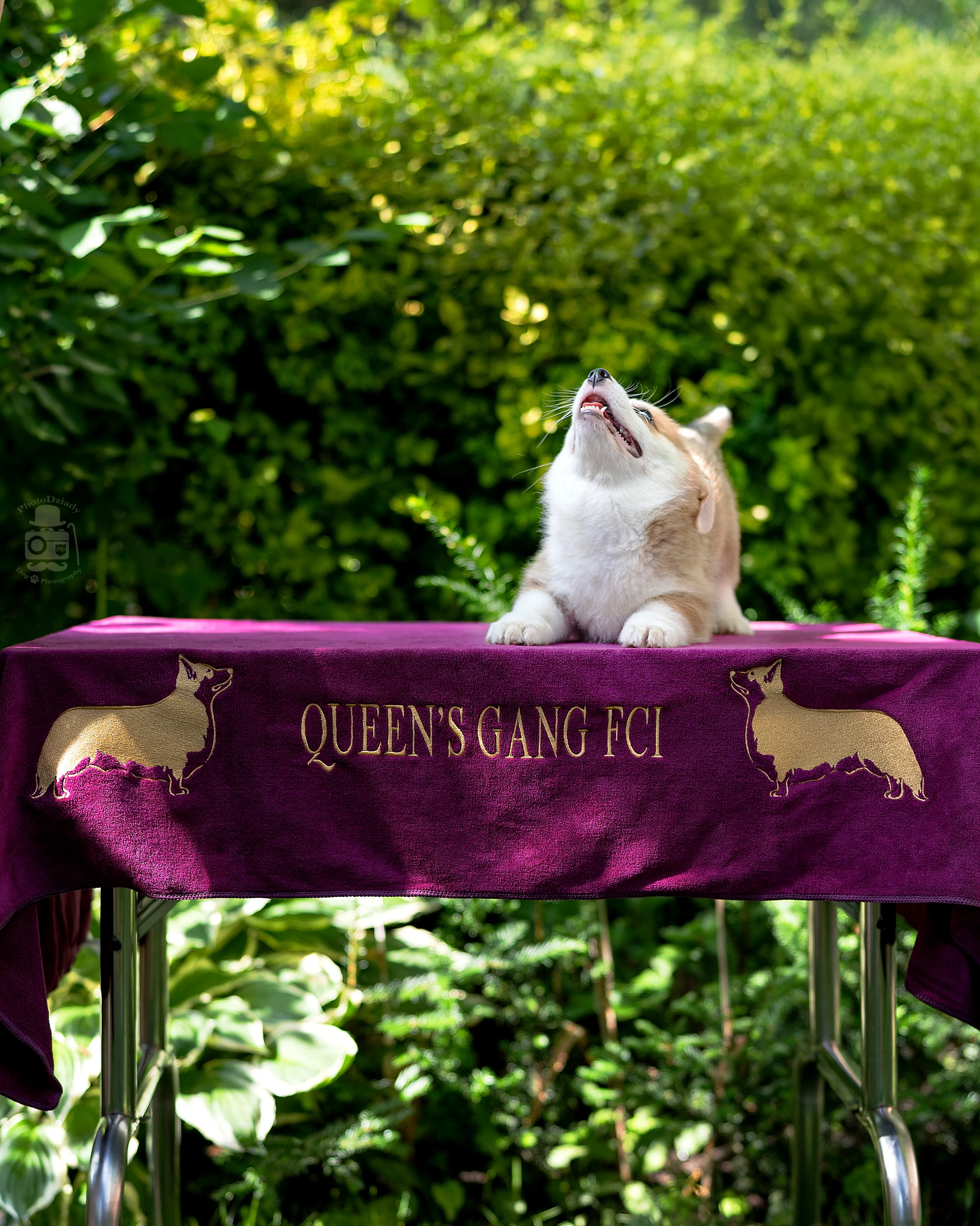 Crazy Kokosanka Queen's Gang - zdjęcie 2